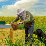 Dos and Don’ts for Beginners in Beekeeping