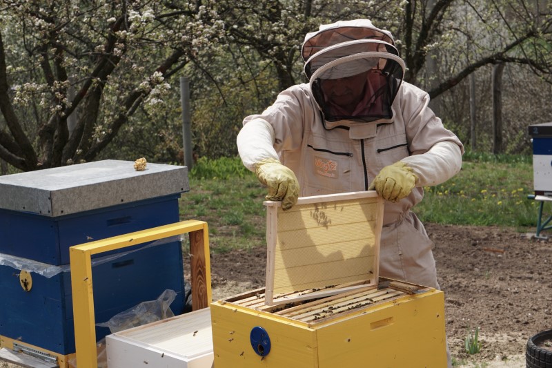Beekeeping-hive frame